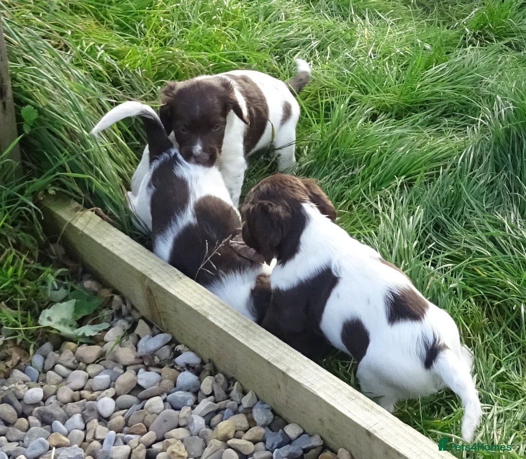 English Springer Spaniel dogs for sale: Gorgeous English Springer Spaniel Puppies - Image 3