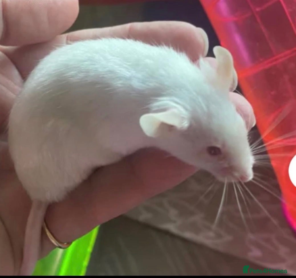 Mouse rodents 2 fancy mice  - Advert 18