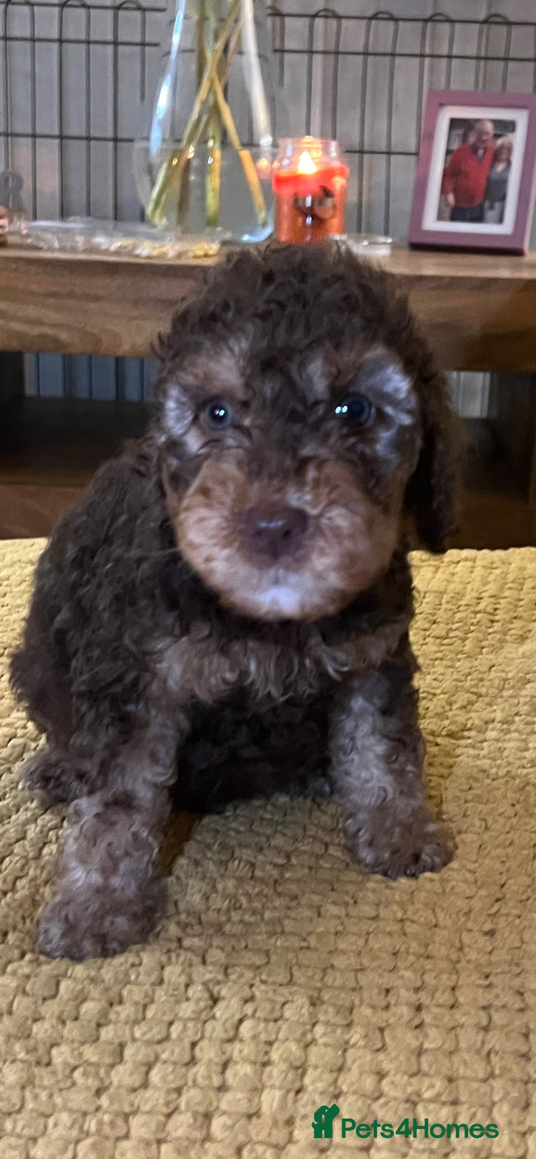Cockapoo dogs for sale: Cockapoo puppies  - Image 31