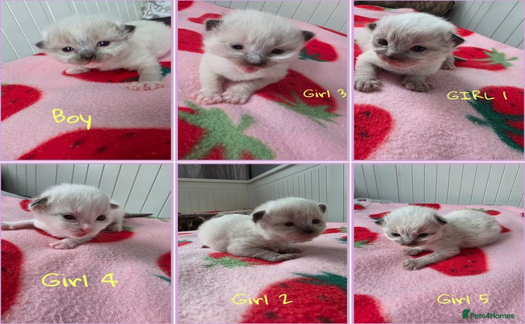 Ragdoll cats - Advert 9