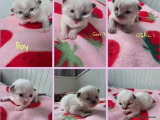 Ragdoll cats - Advert 3