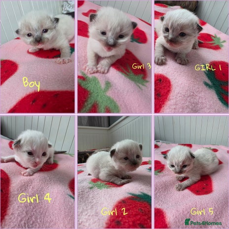 Ragdoll cats - Advert 9