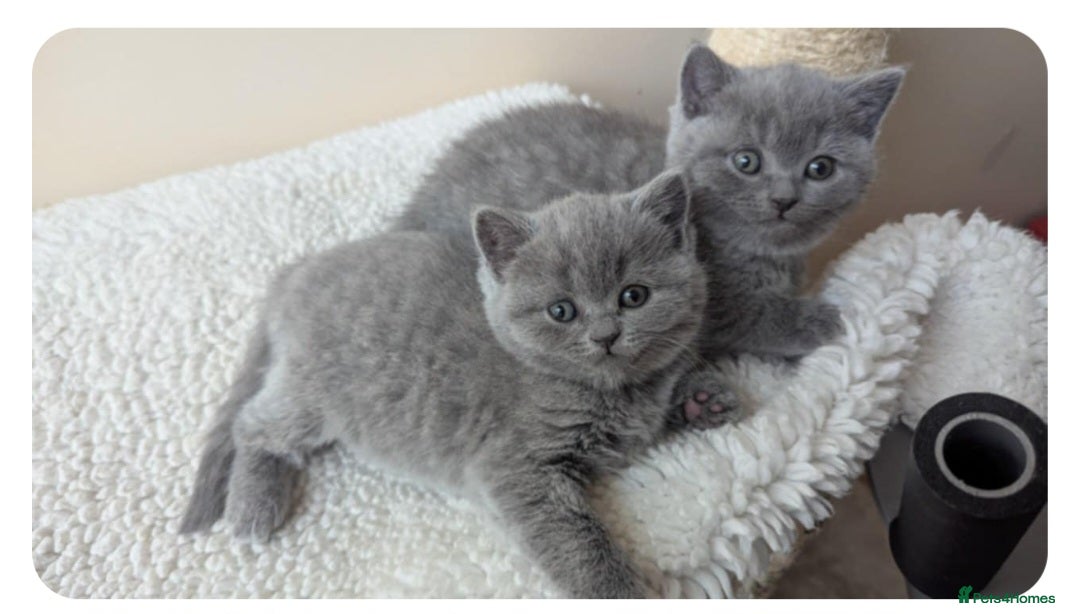 British Shorthair cats 2 Boys - pureBSH Both barents pedigrees Ready now  - Advert 3
