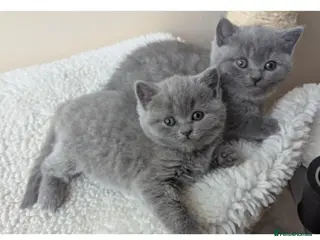 British Shorthair cats 2 Boys - pureBSH Both barents pedigrees Ready now - Advert 9