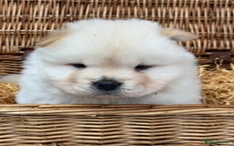 Chow Chow dogs for sale: 4 FEMALES POLAR WHITE CHOW CHOW  - Image 10