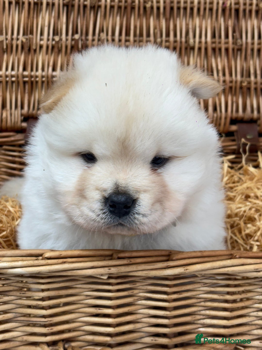Chow Chow dogs for sale: 4 FEMALES POLAR WHITE CHOW CHOW  - Image 10