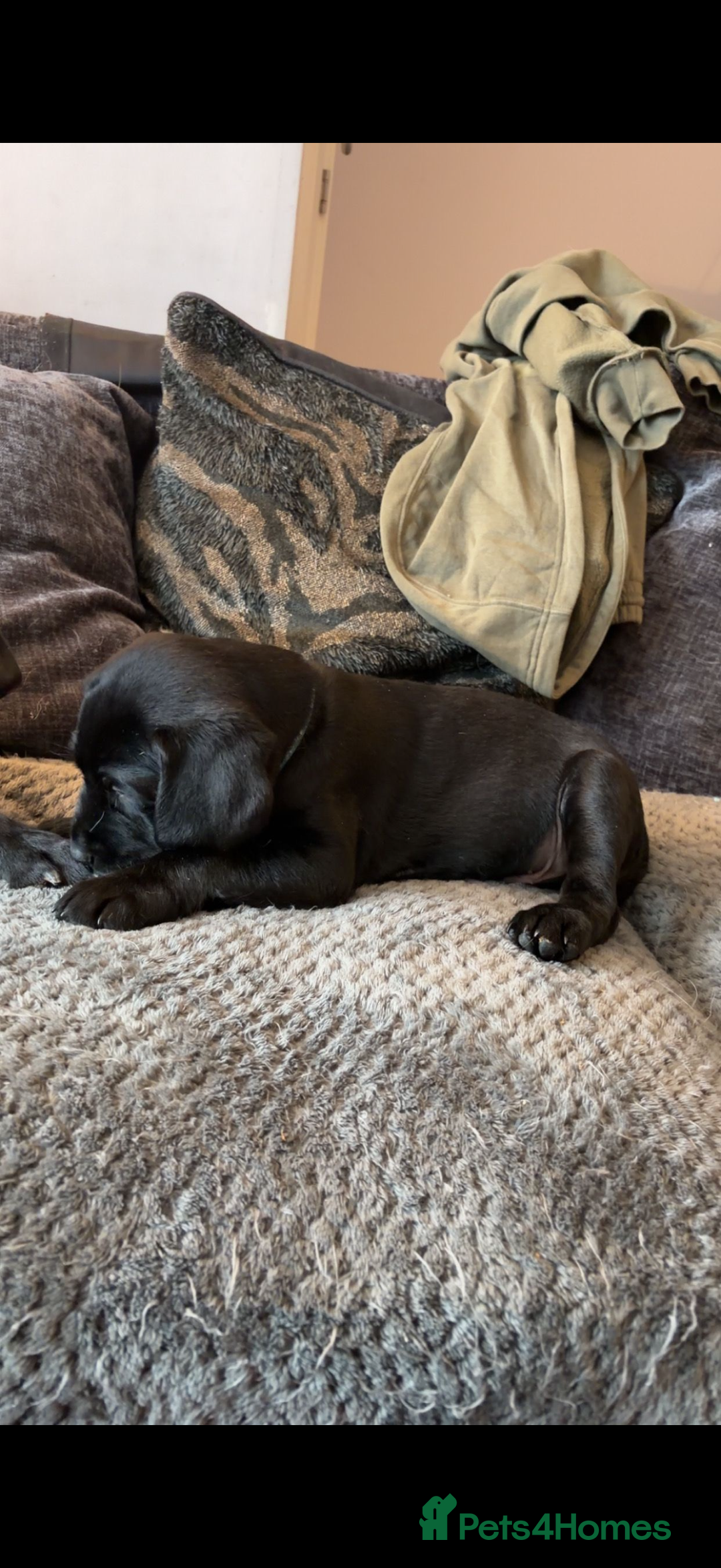 Labrador Retriever dogs for sale: 3 Black Labrador puppies from a litter of 10!! - Advert 5