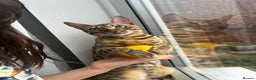 Bengal cats for sale: Beautiful bengal kittens for sale, 2boys available - Advert 8
