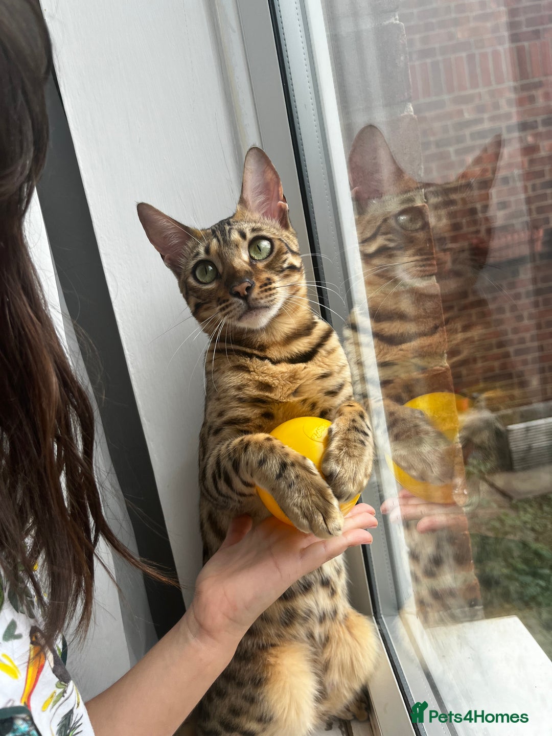 Bengal cats for sale: Beautiful bengal kittens for sale, 2boys available - Advert 8