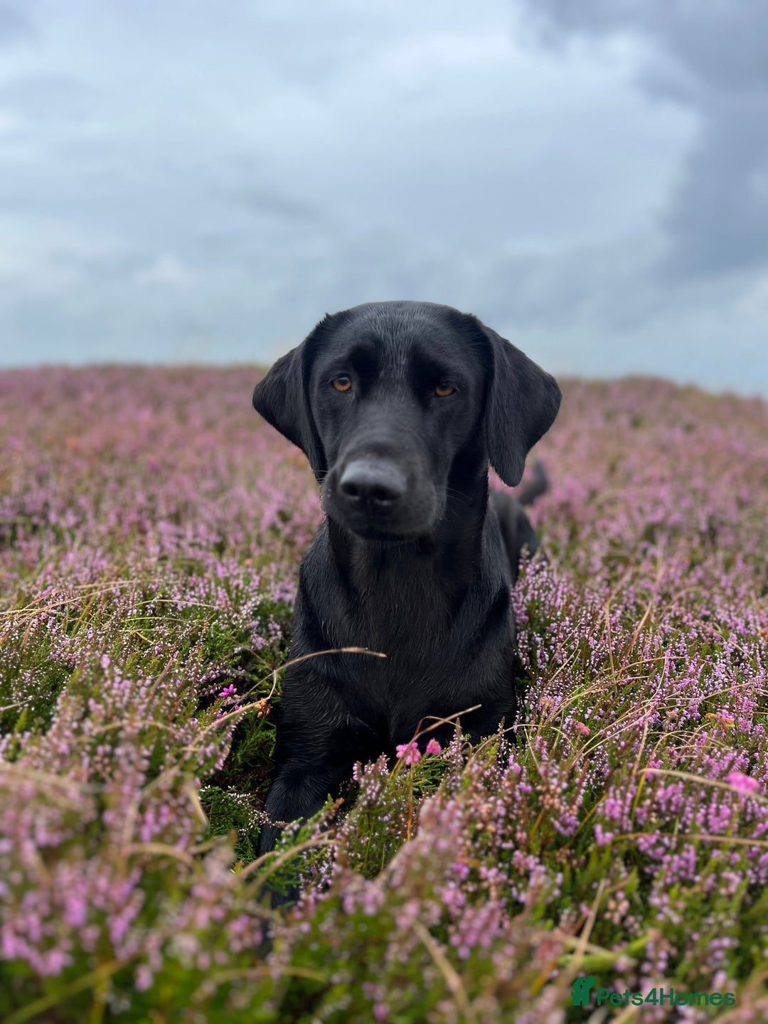 Labrador Retriever dogs for sale: 6 beautiful black lab pups for sale - Advert 5