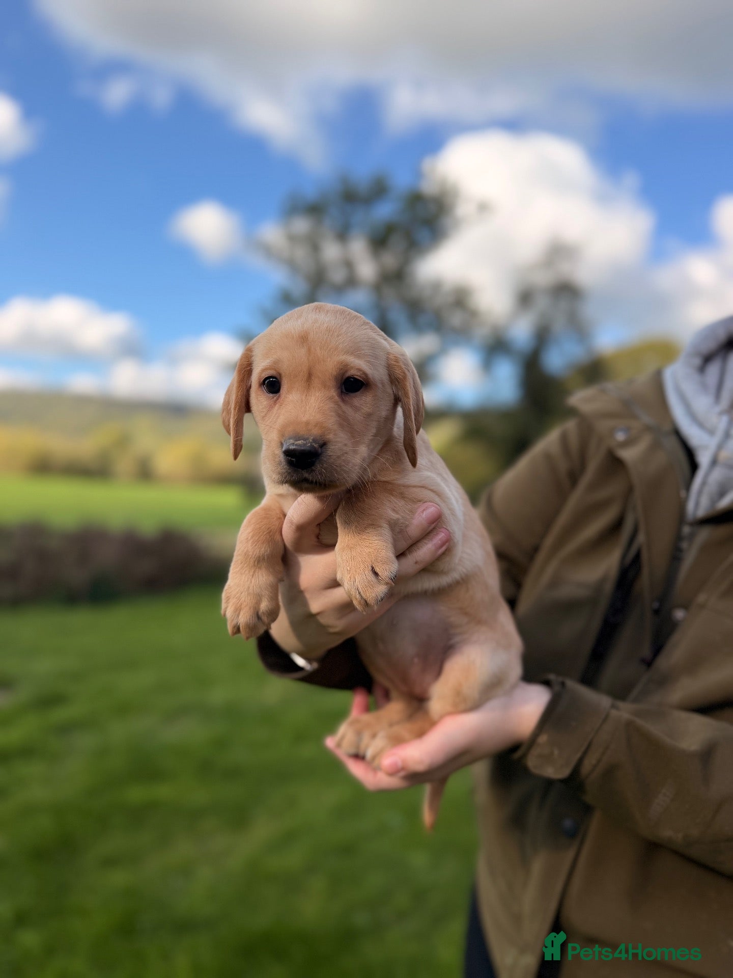 Labrador Retriever dogs Only 4 little labrador girls left 🏡🩷 - Advert 2
