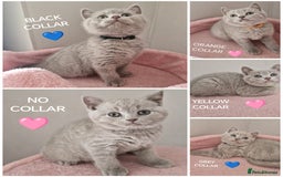 British Shorthair cats for sale: 8 Pedigree British Shorthair Kittens Blue Lilac  - Image 4