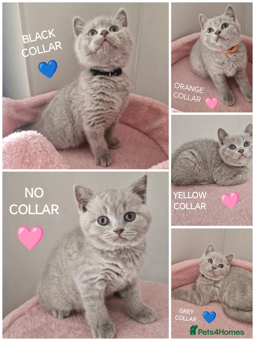 British Shorthair cats for sale: 8 Pedigree British Shorthair Kittens Blue Lilac  - Image 4