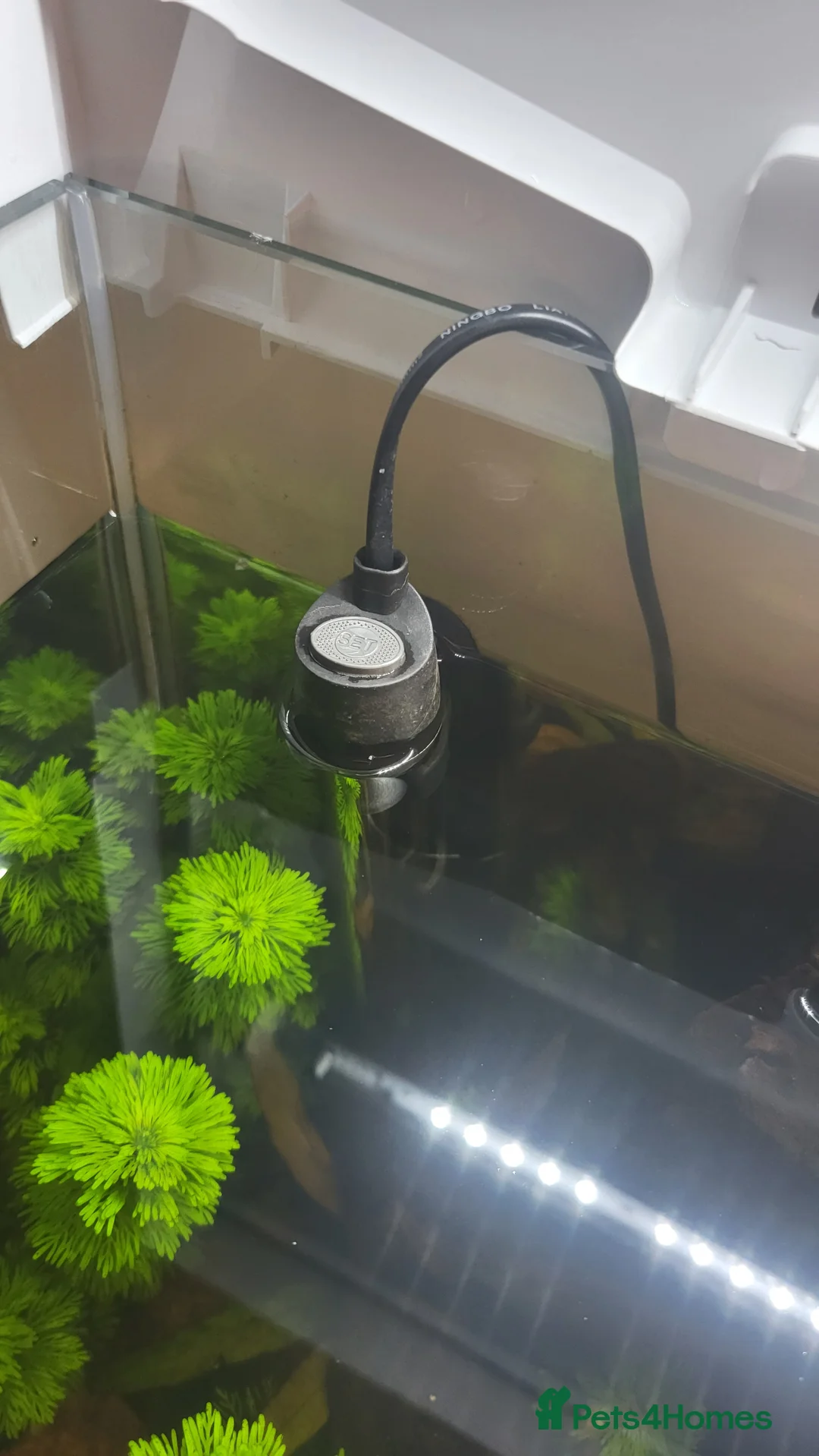 Gouramis fish for sale: Fish for sale - Advert 8