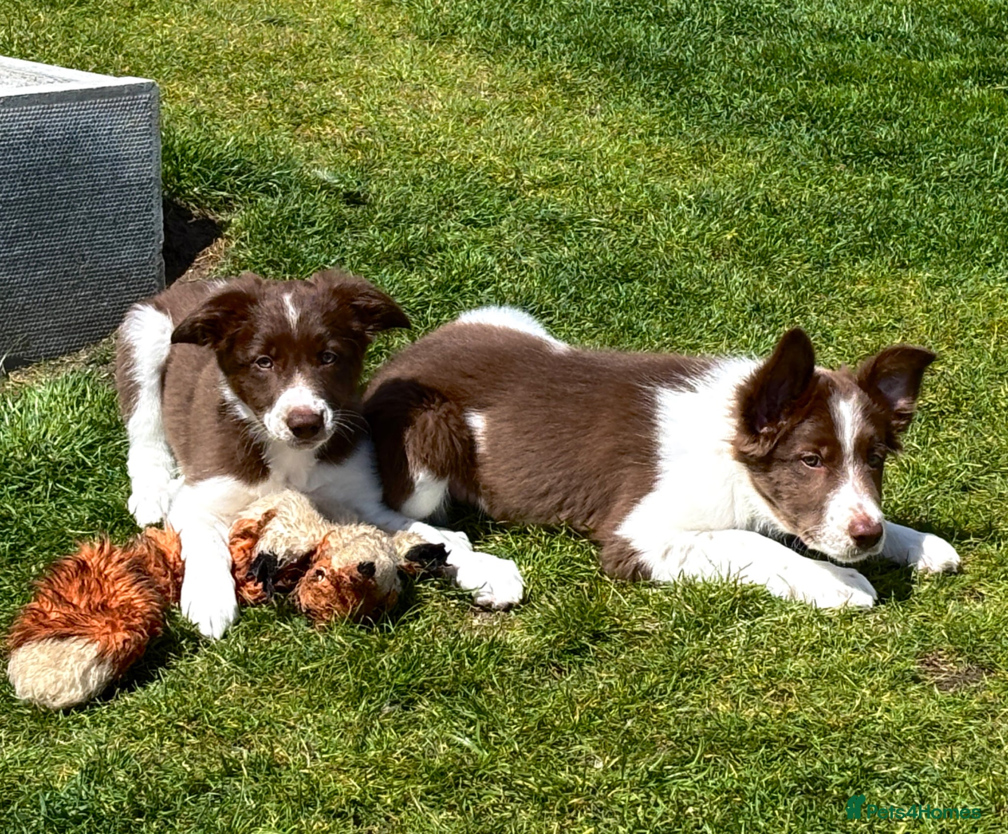 Border Collie dogs Exceptional Border collie pups  - Advert 6