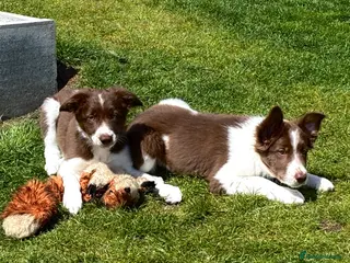 Border Collie dogs Exceptional Border collie pups - Advert 6
