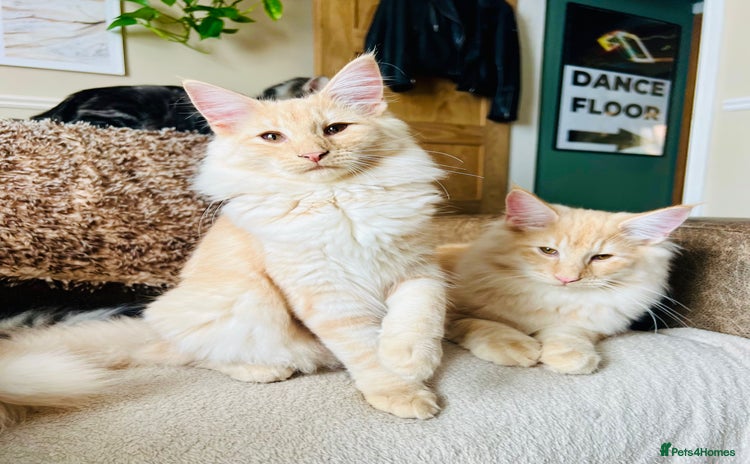 Norwegian Forest Cat cats in Normanton - Advert 1