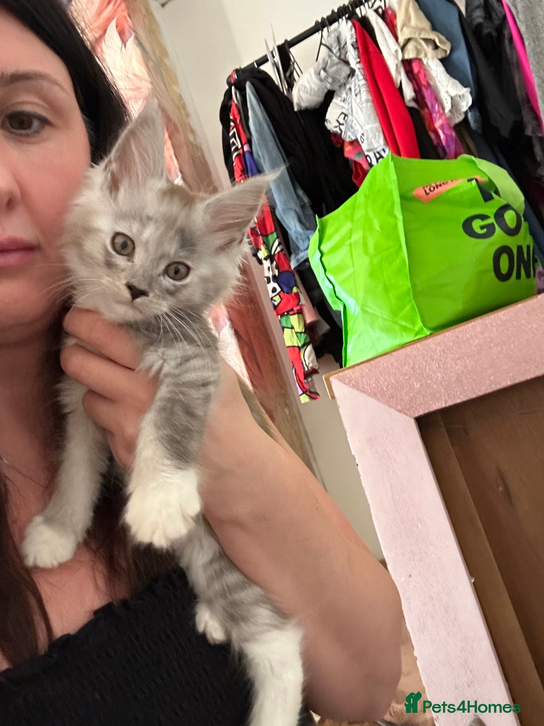 Maine Coon cats for sale: Maine coon kittens  - Advert 3