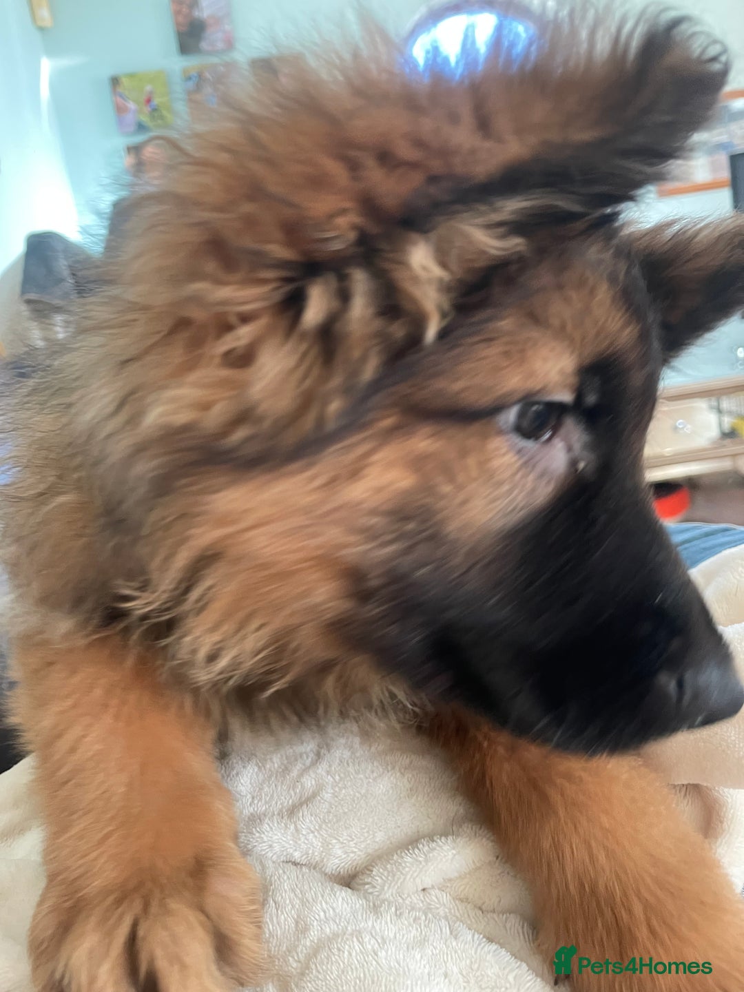 German Shepherd dogs for sale: German Shepherd MALE - Huge  - Advert 29