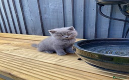 British Shorthair cats for sale: READY TO LEAVE Champion bloodline pedigree kittens - Image 26