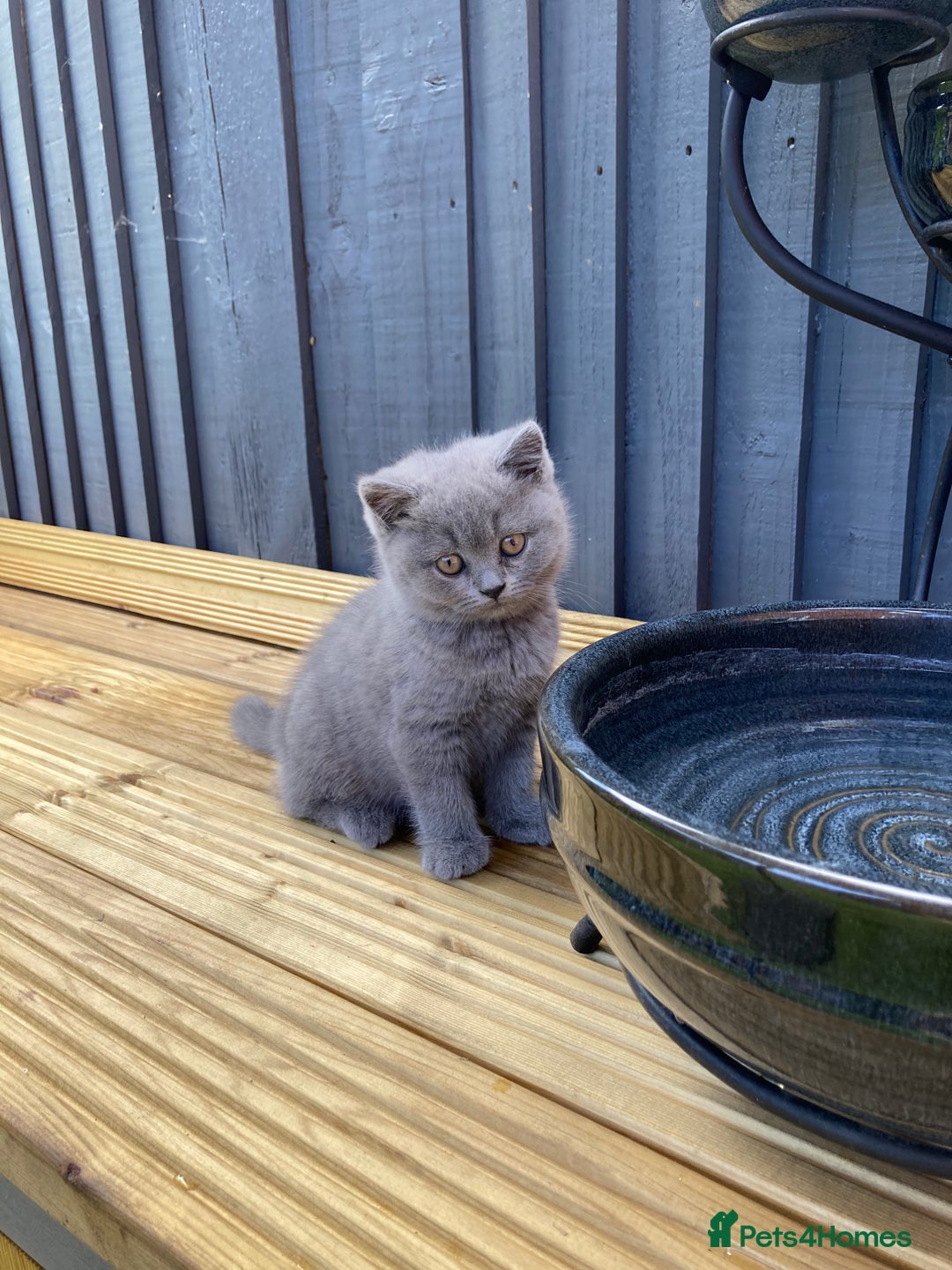 British Shorthair cats for sale: READY TO LEAVE Champion bloodline pedigree kittens - Image 26