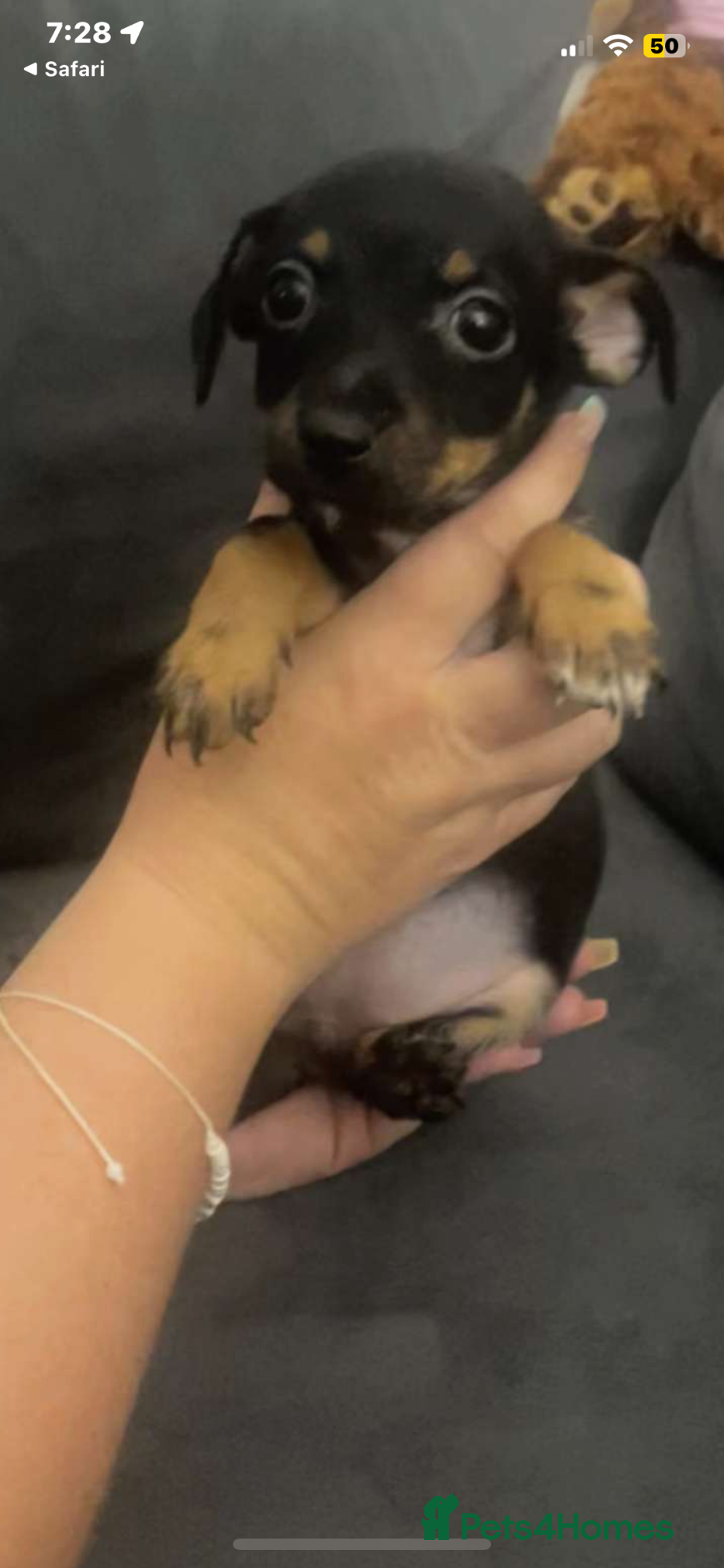 Jack Russell dogs for sale: #Readynow#Miniature Jack Yorkshire terrier pups in Sittingbourne - Image 12