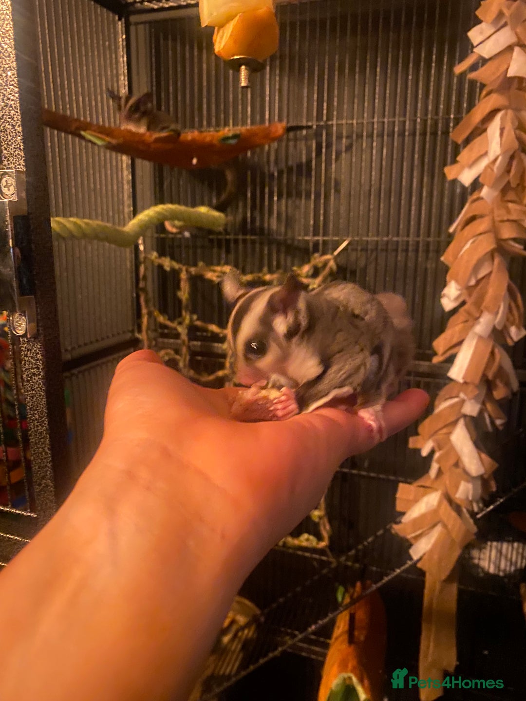 Sugar Glider rodents for sale: 2 male sugar gliders  - Advert 5