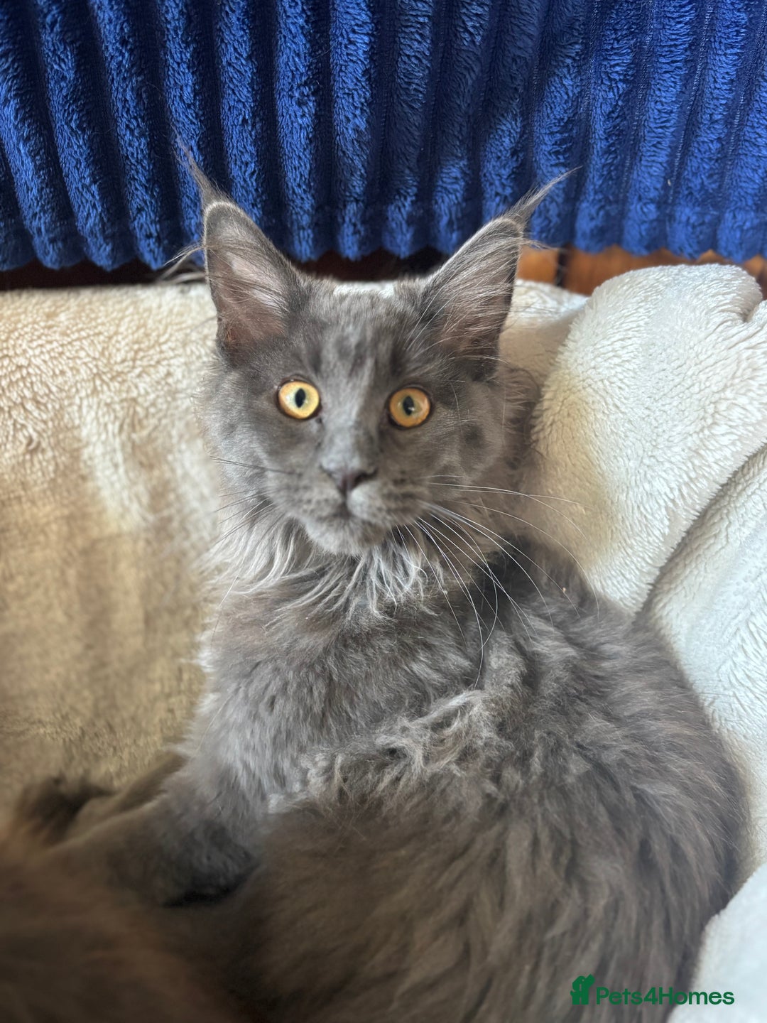 Maine Coon cats for sale: Blue Maine Coon kittens - Image 15