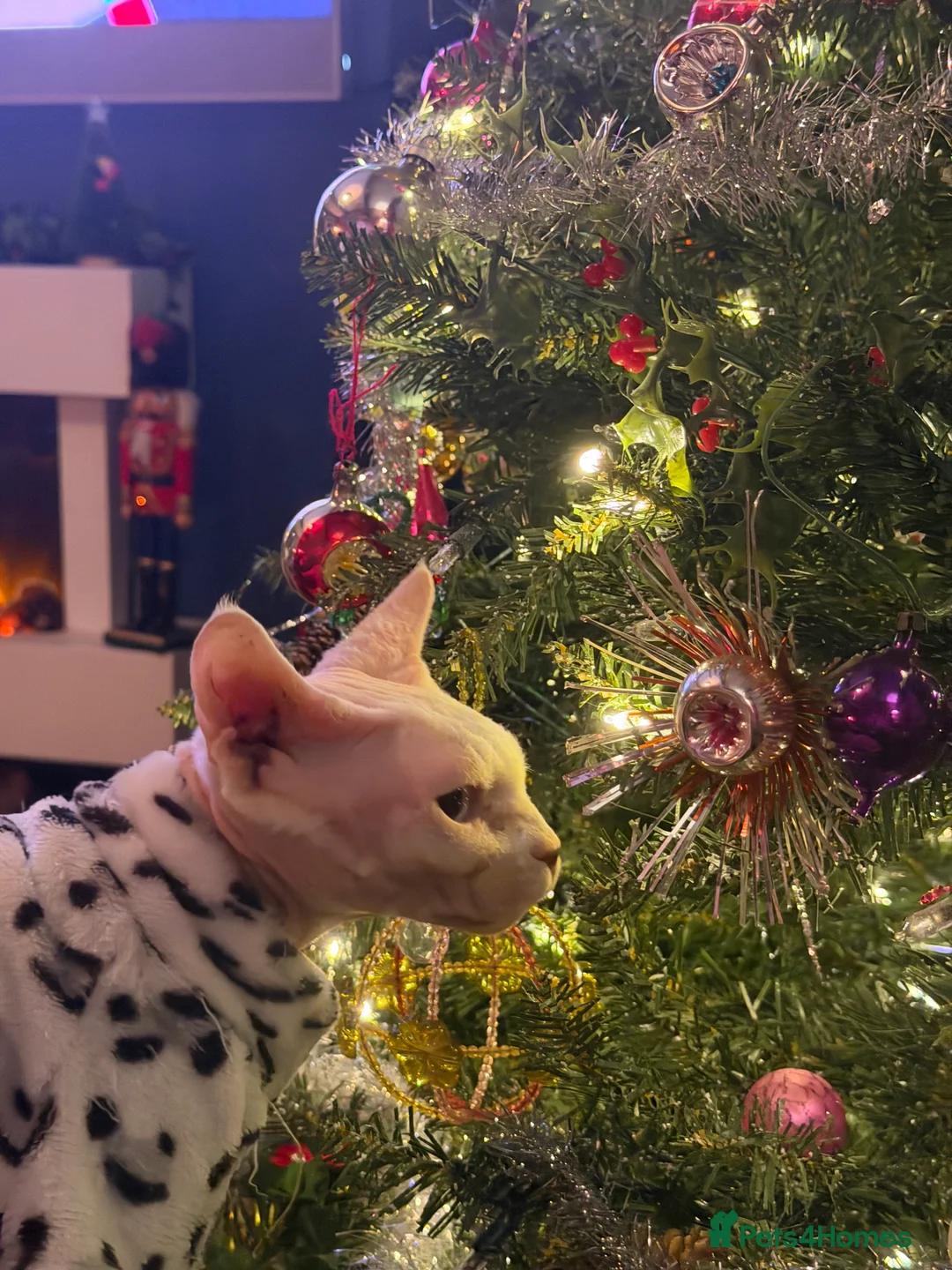 Gallery Image {{count}}