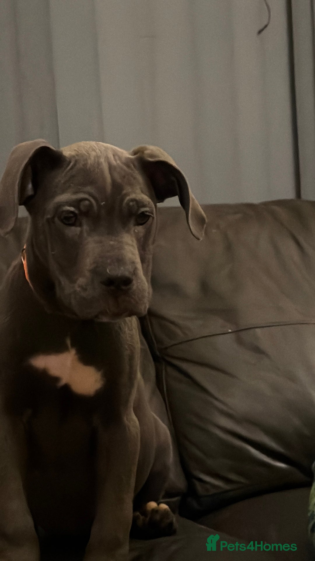 Cane Corso dogs for sale: Cane corso puppies - Advert 6