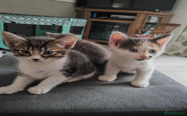 Mixed Breed cats - Advert 4