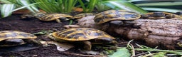 Tortoise reptiles for sale: Hermanns Tortoise Hatchling - Testudo Hermanni - Advert 2
