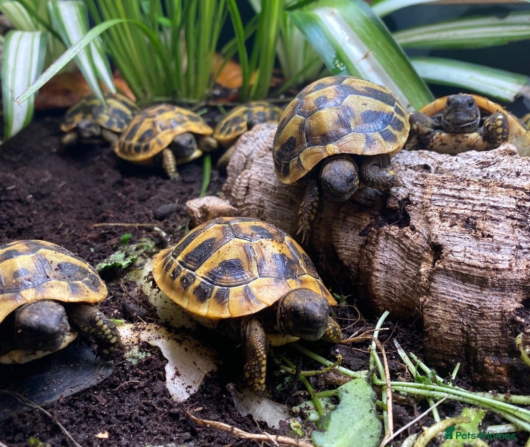 Tortoise reptiles for sale: Hermanns Tortoise Hatchling - Testudo Hermanni - Advert 2