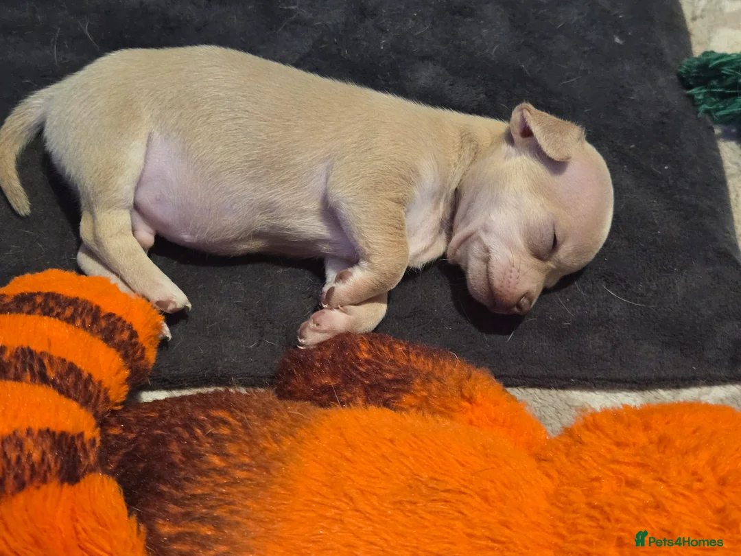 Chihuahua dogs for sale: Cute Chihuahua Crew Looking 4 Their 4ever Humans  in Hounslow - Advert 2