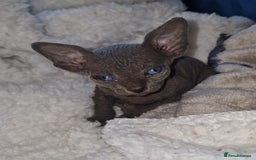 Sphynx cats for sale: Beautiful Canadian Sphynx kittens purebreed  - Image 27