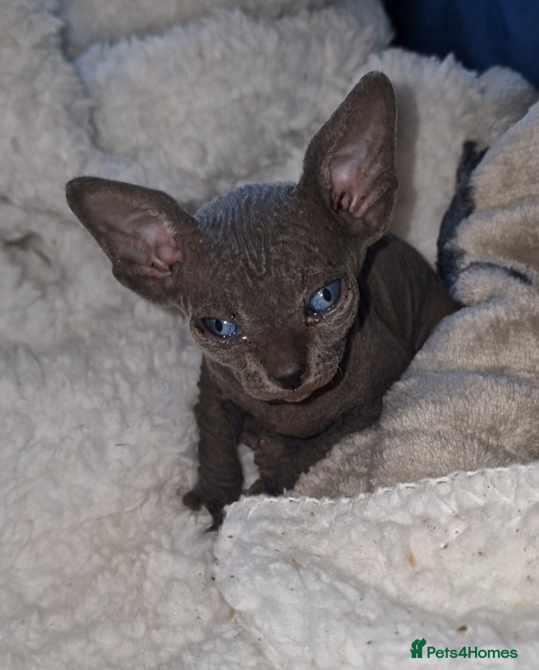 Sphynx cats for sale: Beautiful Canadian Sphynx kittens purebreed  - Image 27