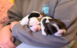 Cocker Spaniel dogs for sale: Beautiful cocker spaniel pups - Image 3