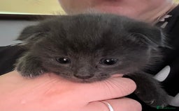 Scottish Fold cats for sale: Scottish Fold Kittens - Image 3