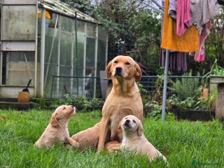 Labradoodle dogs F1 MINI LABRADOODLES ready to leave 3rd dec - Advert 1