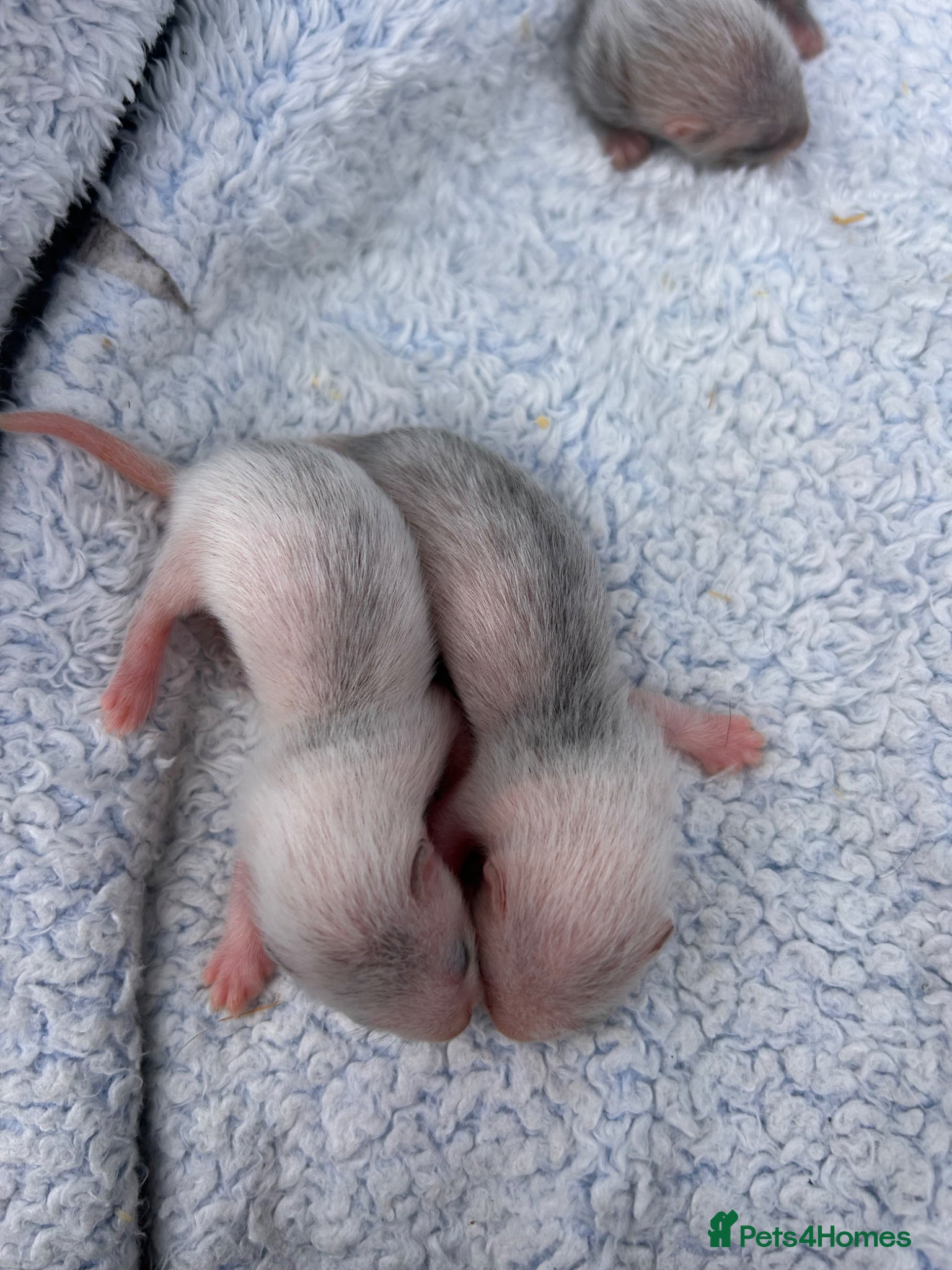 Ferret rodents for sale: Silver/marked semi angora ferrets.Ready in 4/5week - Advert 6