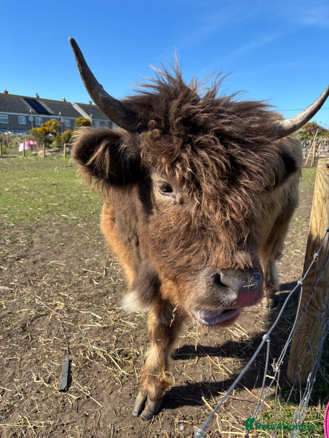 Cows & Bulls livestock for sale: Highland cow  in Penzance - Advert 2