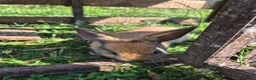 Mini Lop rabbits for sale: mini lop babies for sale - Advert 16