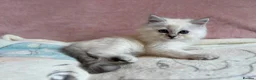 Persian cats for sale: Absolutely beautiful Persian/ragdoll Kittens - Advert 22