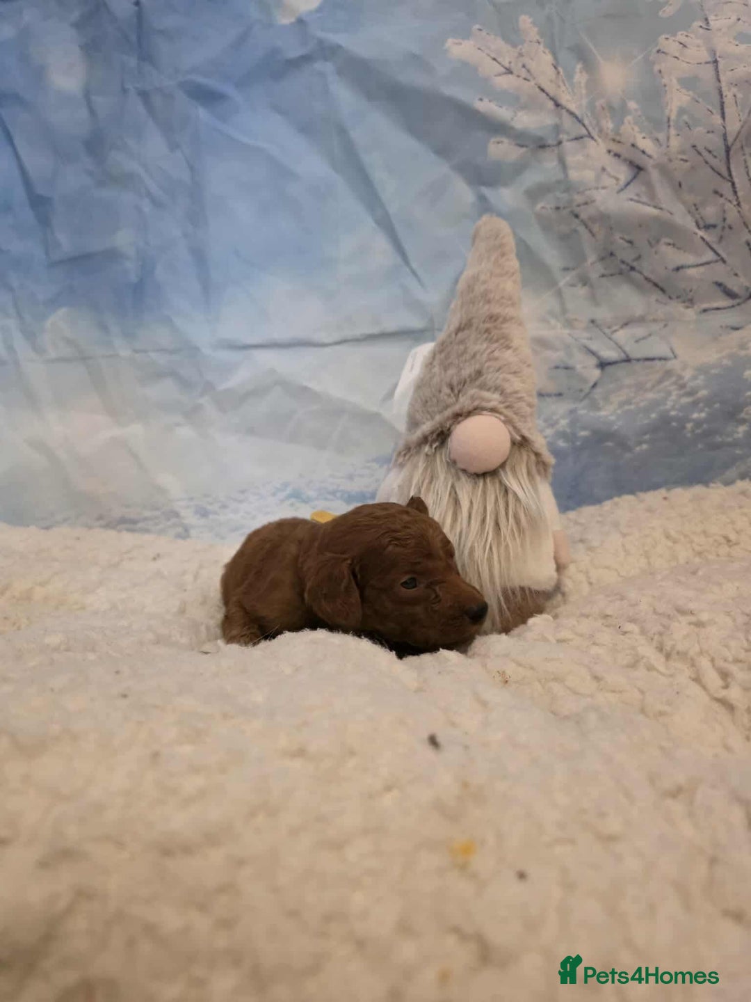 Irish Doodle dogs for sale: Stunning mahogany red Irish doodles READY NOW   - Advert 20