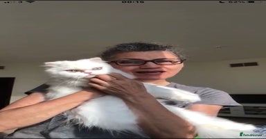 Mixed Breed cats - Advert 6