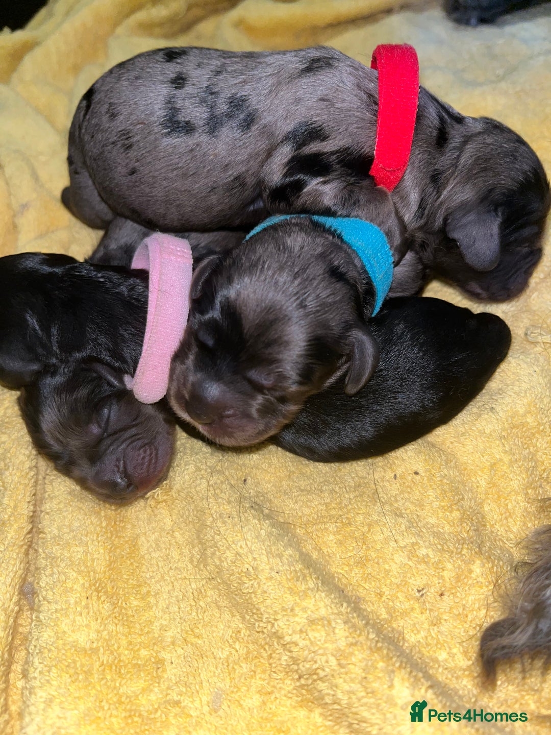 Cockapoo dogs for sale: F1B Cockapoos🐶 - Image 8
