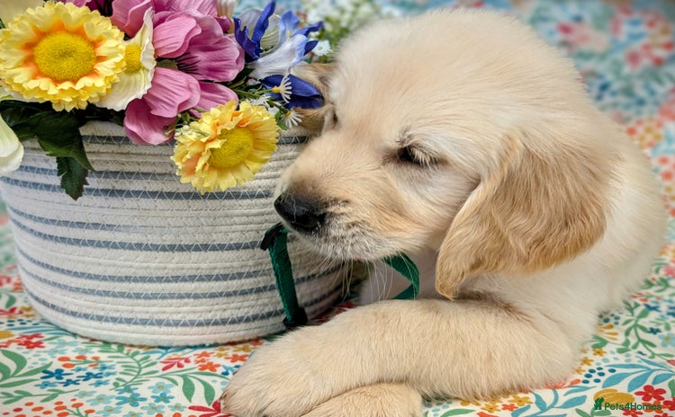 Golden Retriever dogs - Advert 3