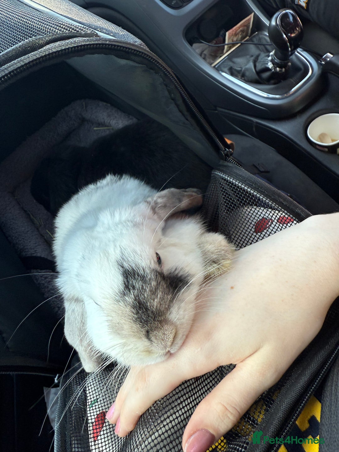 Mini Lop rabbits for sale: 2 mini lops for adoption - Advert 5