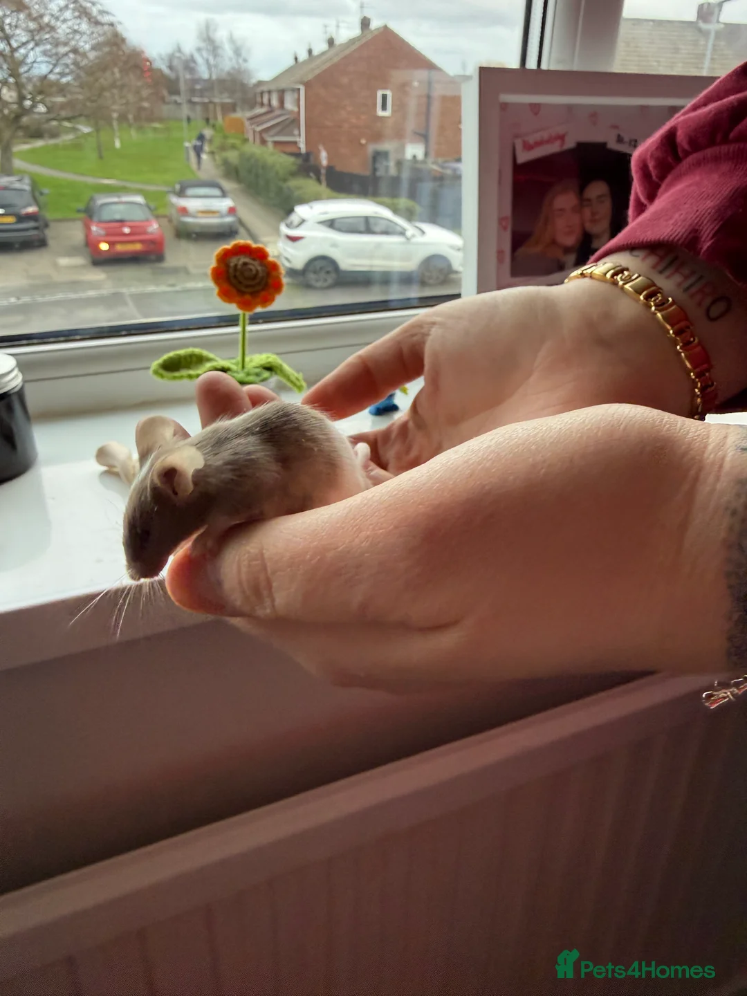 Mouse rodents for sale: Tri colour mice looking for new homes - Advert 3