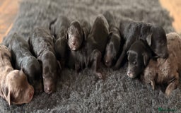 Cavapoochon dogs for sale: Rare Cavapoochons Home Raised PRA clear - Image 3